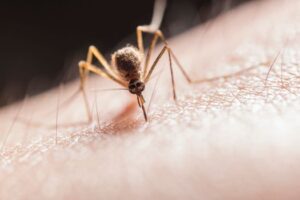 Colombo Faces Rising Dengue Threat as Cases Surge